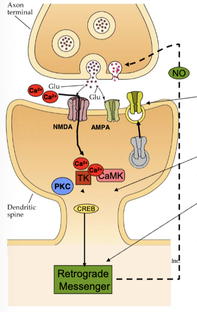 <p>activates multiple enzyme pathways (kinases = phosphorylate proteins, turn on other proteins and metabolic processes) → CaM first, which activates other kinases and hits latent AMPA receptors to insert it into membrane (more receptors) → PKC and TK activate CREB which forms retrograde messengers that promote more nt release</p>