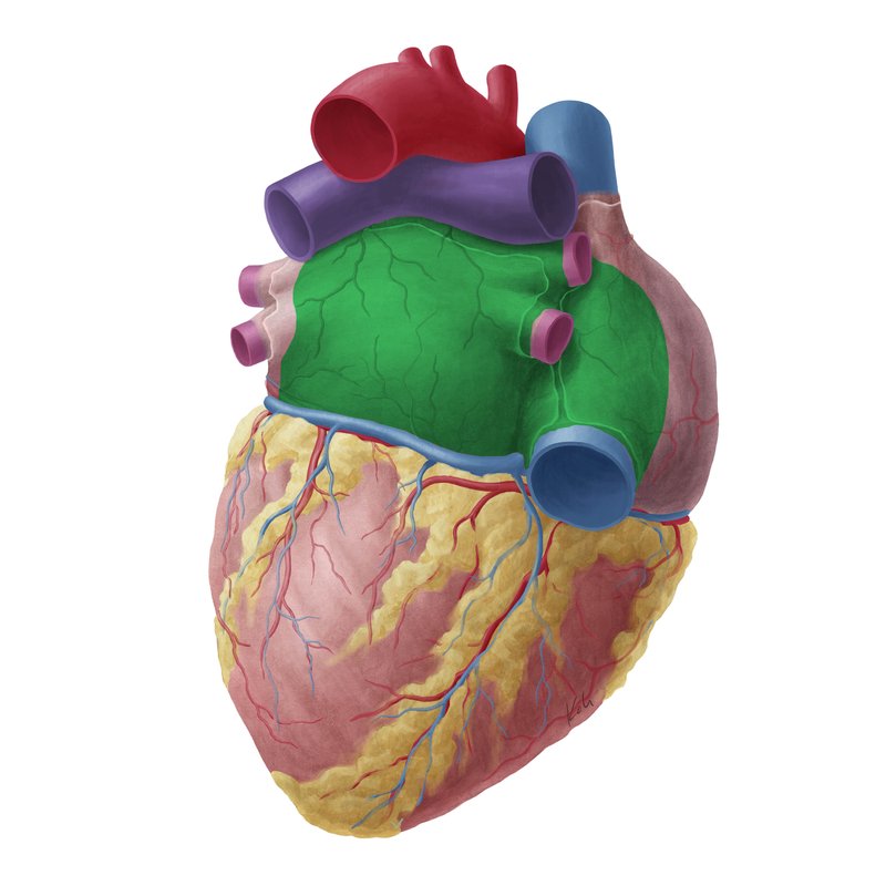 <ul><li><p>the posterior surface</p></li><li><p>mainly formed by the left atrium, some by the right atrium </p></li><li><p>all great veins enter here and anchor it to the posterior aspect of the middle mediastinum </p></li></ul><p></p>