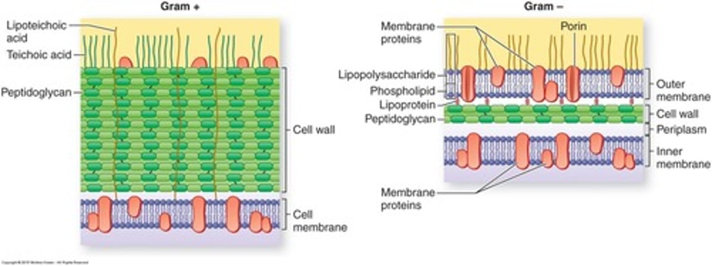 <p>Gram-positive bacteria have a thick layer of peptidoglycan that retains the blue stain, while Gram-negative bacteria have a thin layer that allows the blue stain to be washed away.</p>