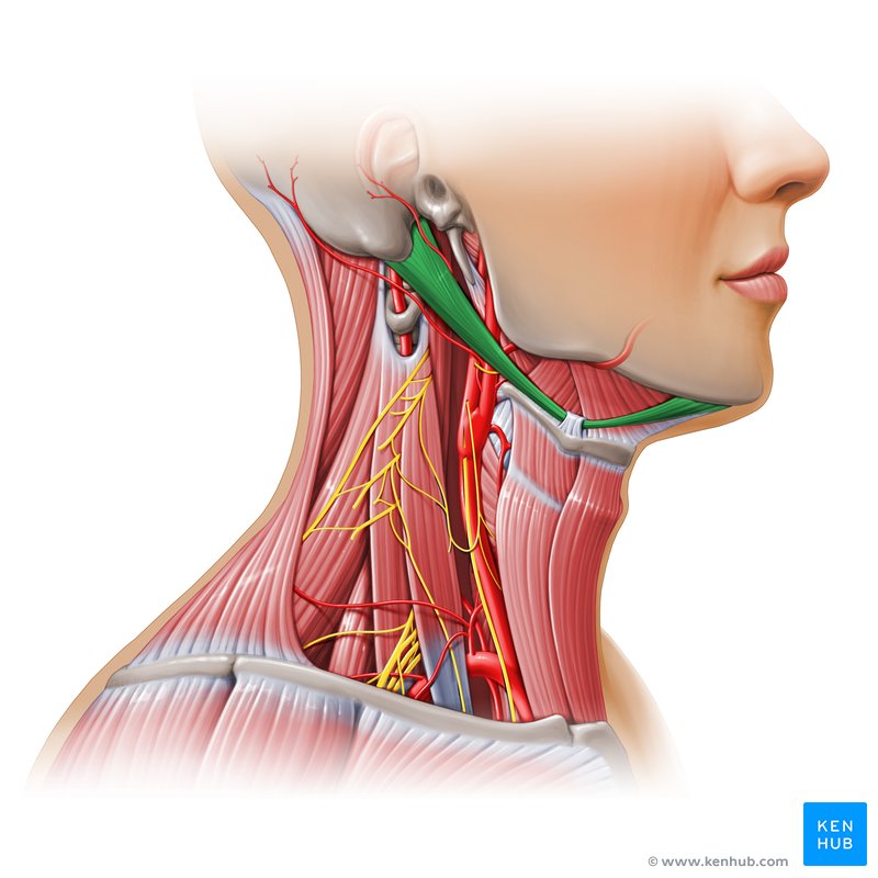 <p>Digastric (Anterior Belly) insertion</p>