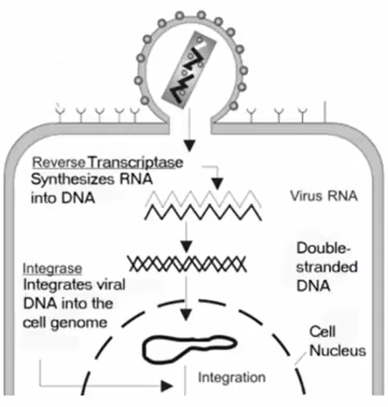 <p>Single-stranded RNA uses reverse transcriptase to make DNA</p>