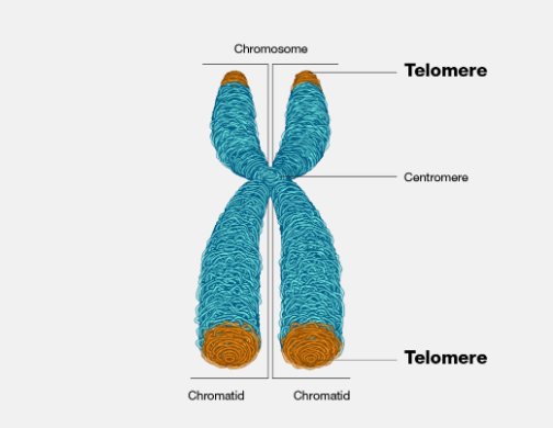 <p>telomeres</p>