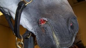 <p><span style="background-color: transparent;"><strong><span>Habronemiasis (Summer sores)</span></strong></span></p>