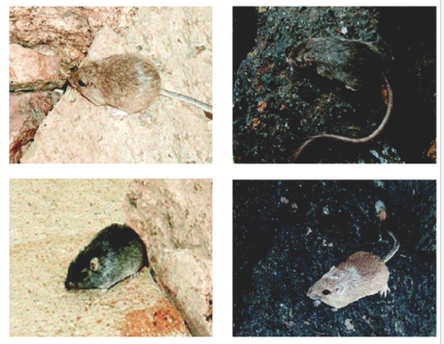 <ul><li><p>Pocket mice in New Mexico live in rocky areas</p></li><li><p>Mice living in sandy rock areas tend to have sandy colored fur</p></li><li><p>Mice living in dark, lava rock areas tend to have darker fur</p></li><li><p>Likely due to increased predation of individuals that don’t blend</p></li></ul><p></p>