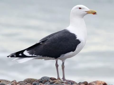 <p>Huge, back and wings almost black, guttural call, red spot on beak</p>