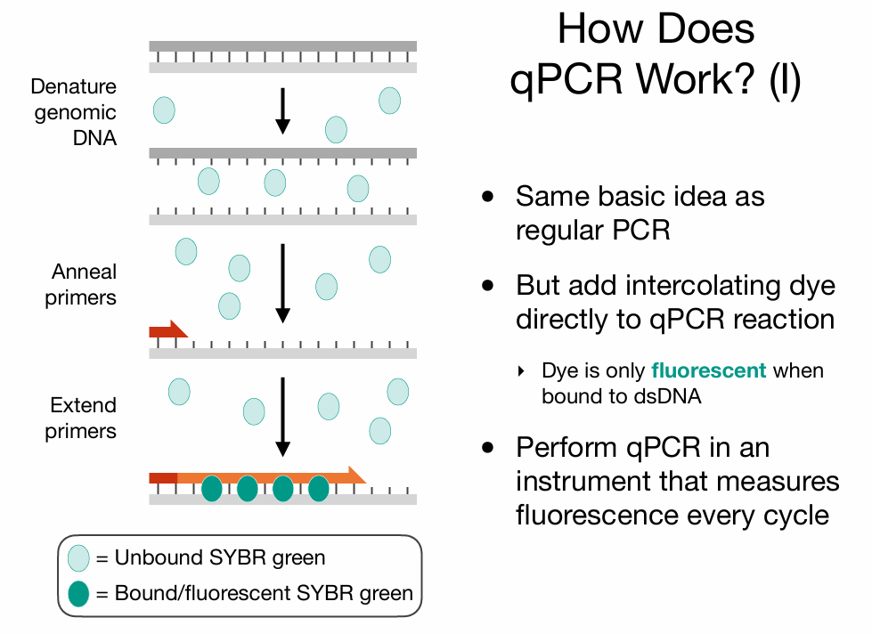 <p>does allow copy number to be assessed</p>