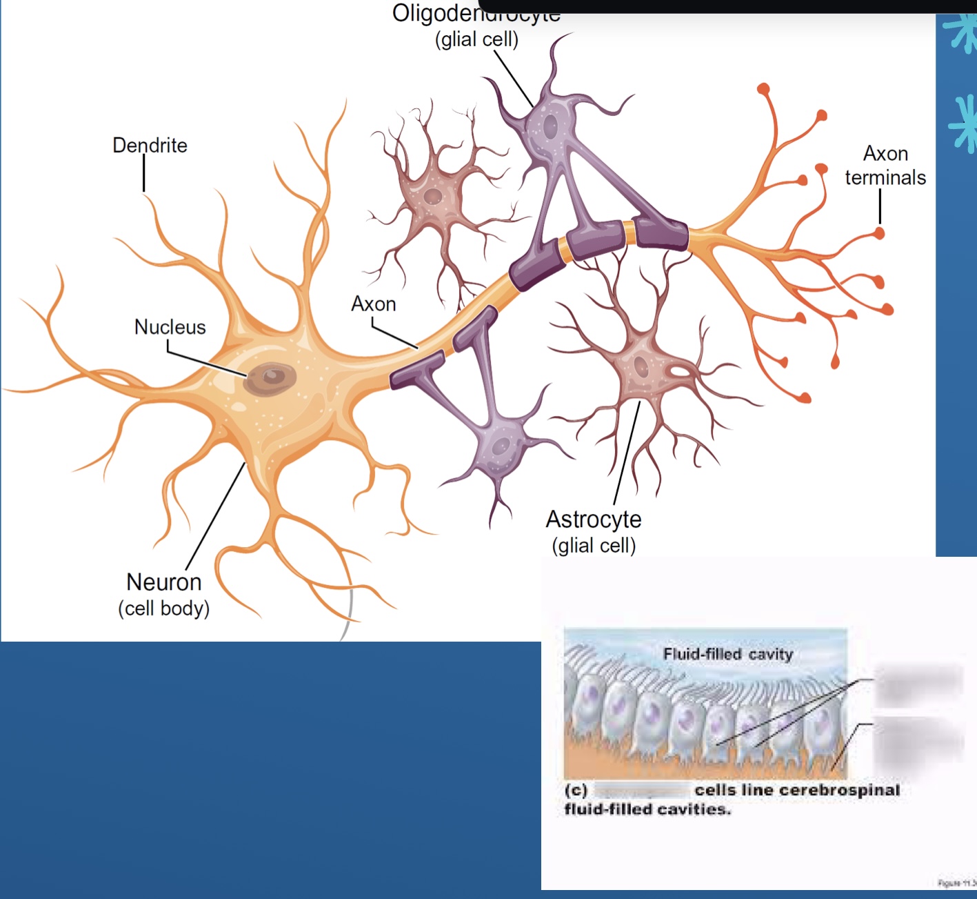 <p>Anchor, neurons to blood supply and regulate extracellular environment</p>