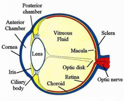 <p>Transparent, biconvex in the anterior portion of the eye (being the Iris) that provides for adjustable focus the optical system.</p>