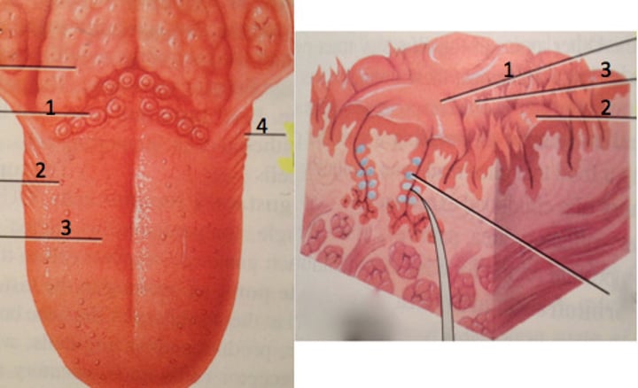 <p>Bumps on the tongue that contain taste buds, the receptors for taste.</p>