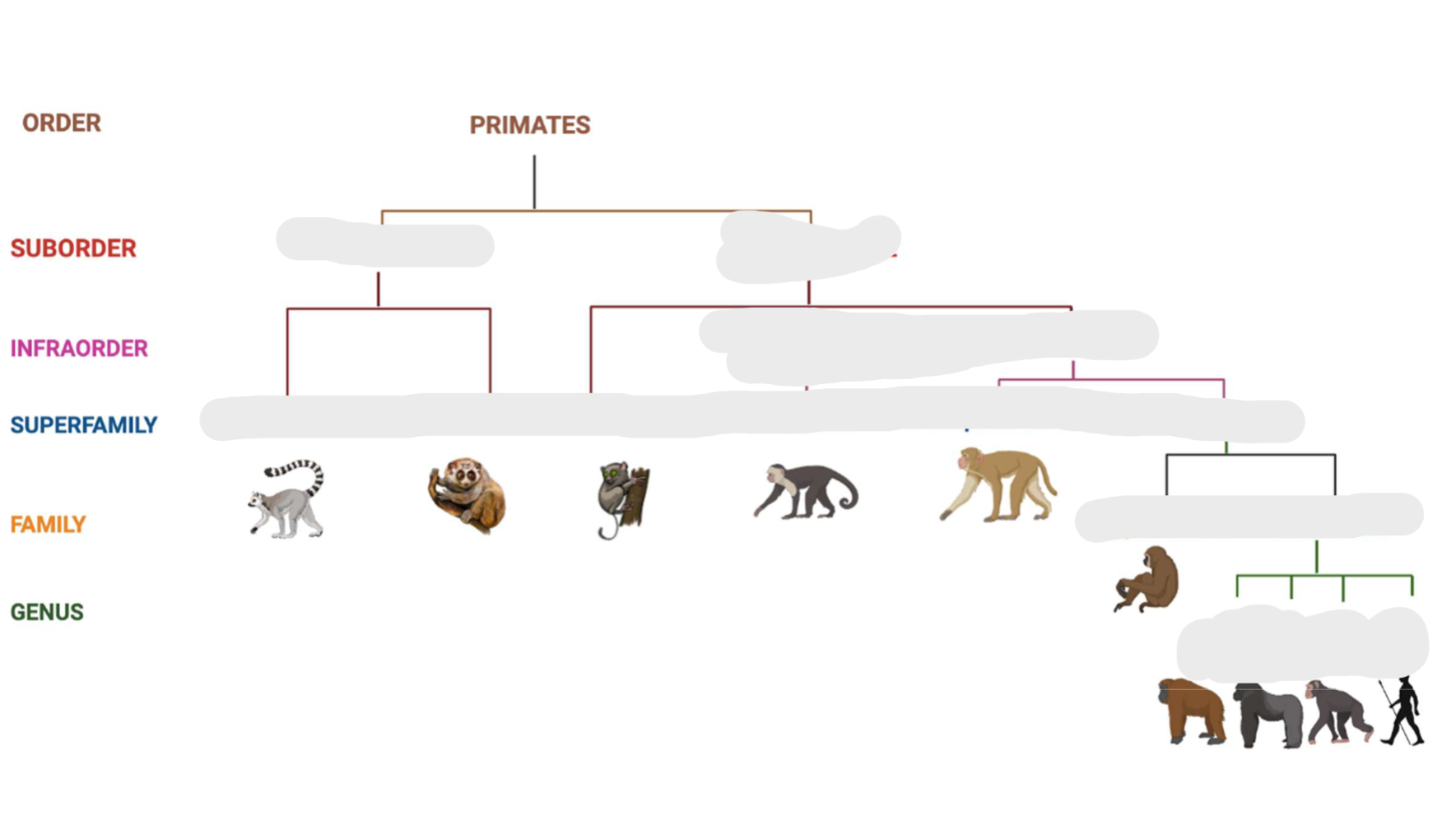 <p>what group is to the right of primates?</p>