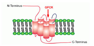 <p><span>a single polypeptide chain that spans the cell membrane seven times, forming seven transmembrane alpha helices, with an extracellular amino terminus and an intracellular carboxyl terminus</span></p>