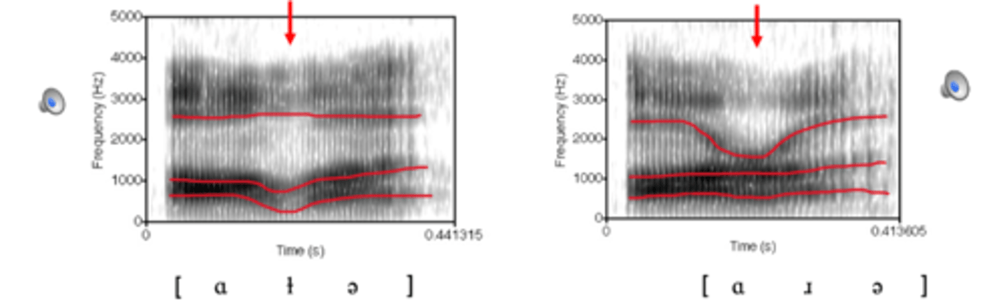 <p>much lower F3 than [l]</p>