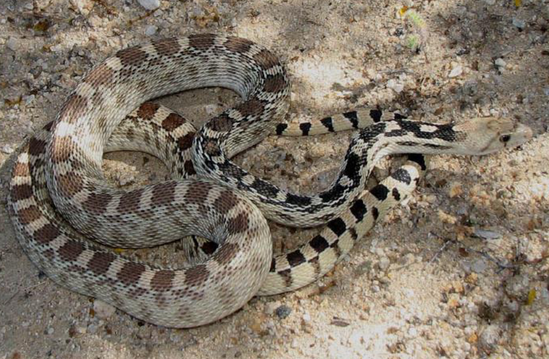 <p><span>what is this and what are its habitat and diet preferences</span></p>