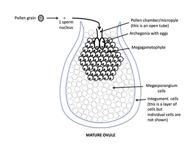 <p>Rank stages of gymnosperm seed development</p>