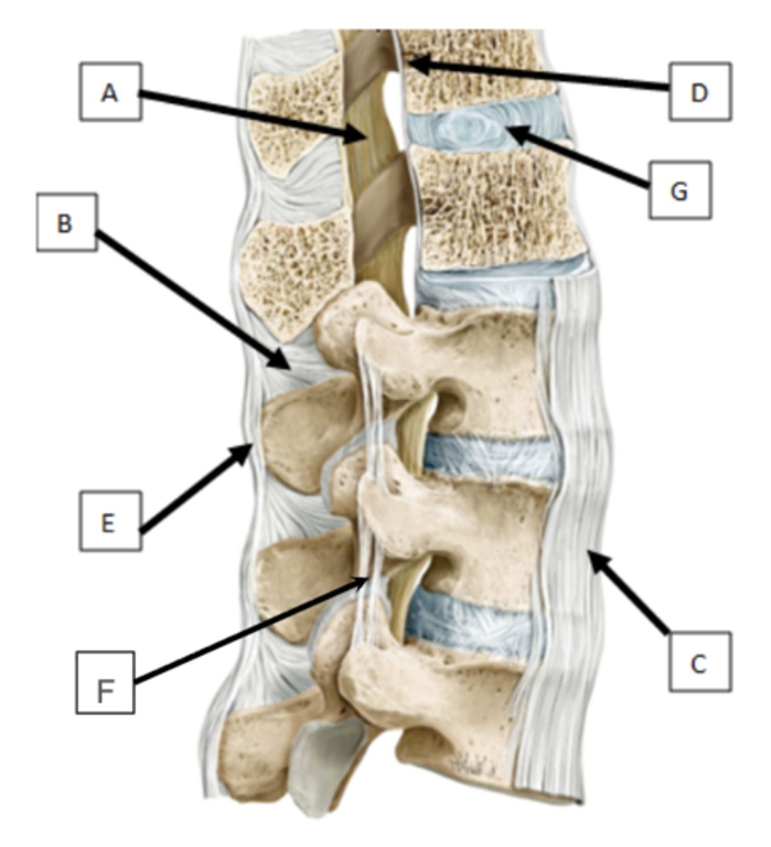 <p>ID the structures and indicate what movement it limits</p>