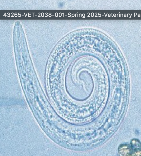 <p><span>This was found in a stool sample of a coughing cat. What is it?</span></p>