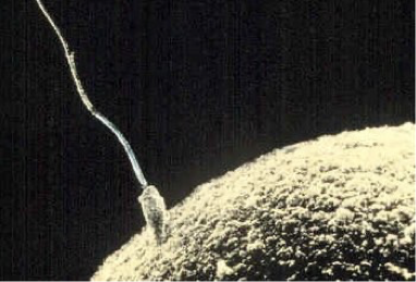 <ul><li><p><strong>oocyte has microvilli </strong>all over its surface, <strong>except </strong>for overlying the oocyte’s <strong>pronucleus</strong></p></li><li><p>microvilli serve as <strong>docking site </strong>for sperm, ensuring they dock <strong>away from pronucleus</strong></p></li><li><p>oocyte is activated after sperm-egg fusion</p></li><li><p><strong>PLCz </strong>(a component of the sperm’s plasma membrane) triggers <strong>release of Ca2+ </strong>from oocyte’s ER</p><ul><li><p>Ca2+ oscillations trigger</p><ul><li><p>block polyspermy</p></li><li><p>complete meiosis II</p></li><li><p>recruitment of maternal mRNA</p></li><li><p>activation of zygotic genome</p></li></ul></li></ul></li></ul><p></p>