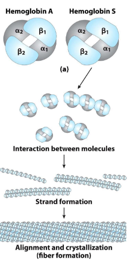<p>E6V is the most common mutation - reduces the charge on the chain at an exposed site on the surface - valine acts as hydrophobic patch to polymerize T state chains into a long tubular fibers</p>