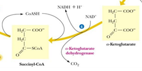 <p>oxidative carboxylation reaction (release of last CO2)</p>