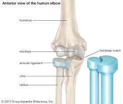 <ul><li><p><strong>Structure</strong>: Rounded or pointed surface of one bone moves within a ring formed partly by another bone and partly by a ligament.</p></li><li><p><strong>Movement</strong>: Rotation of a bone around its own axis.</p></li><li><p><strong>Examples</strong>: Between the atlas and axis vertebrae in the neck, between the radius and ulna.</p></li></ul>