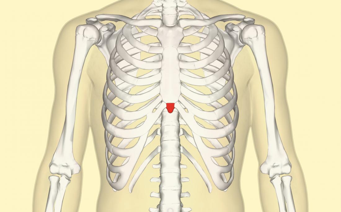 Lower Sternum Bone
