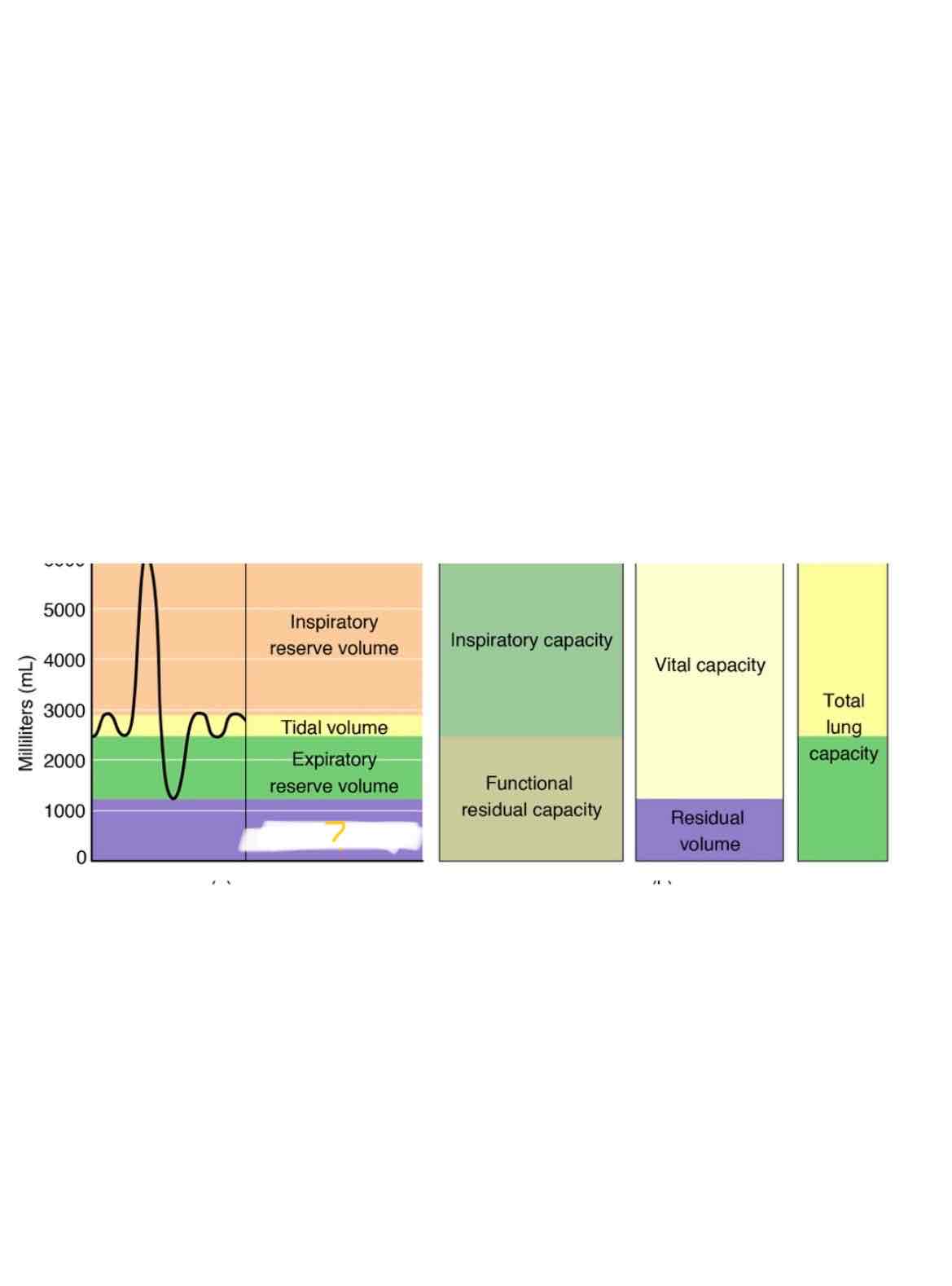 <p>Which lung capacity is highlighted</p>