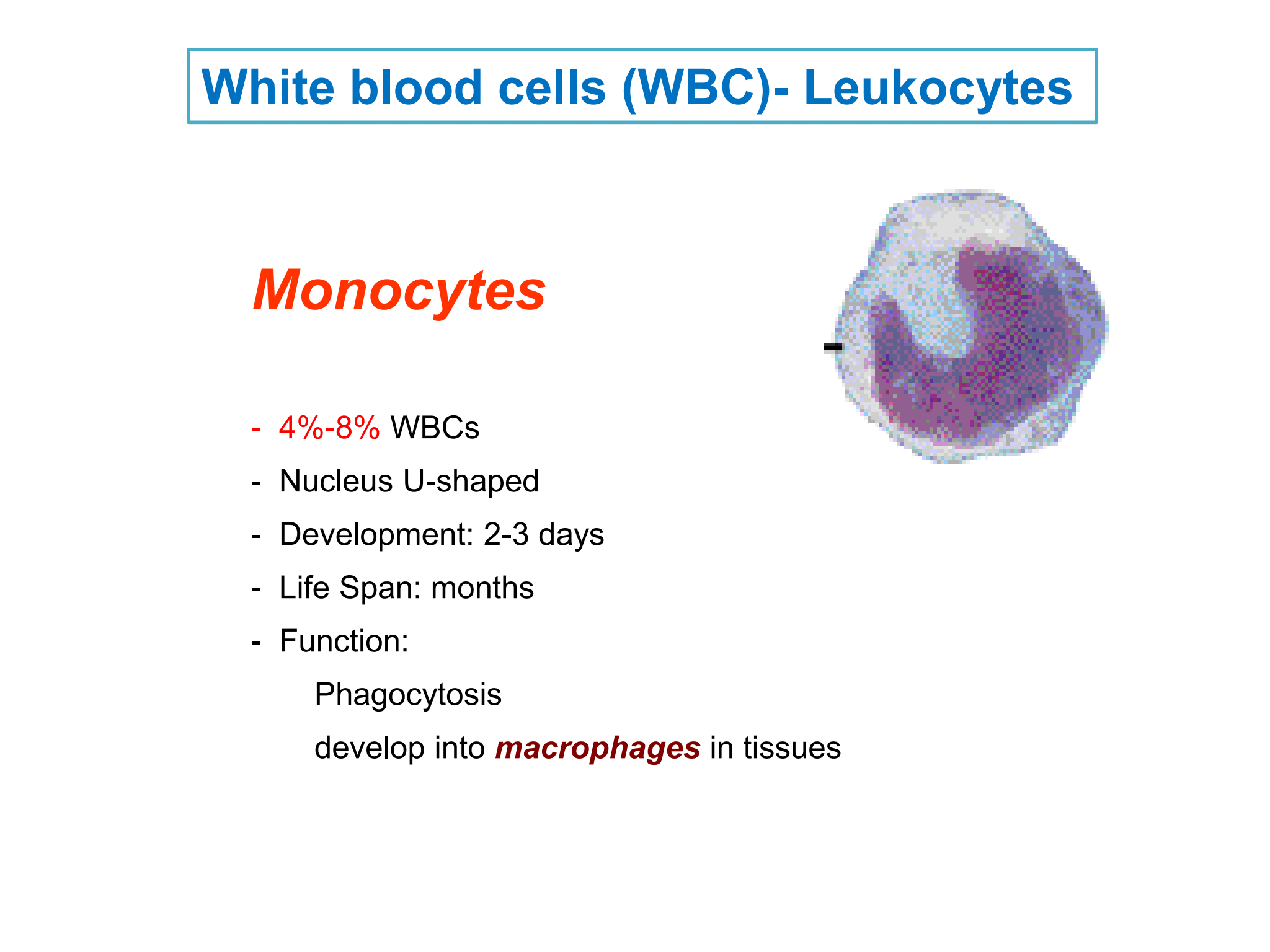 <p>Monocytes</p>