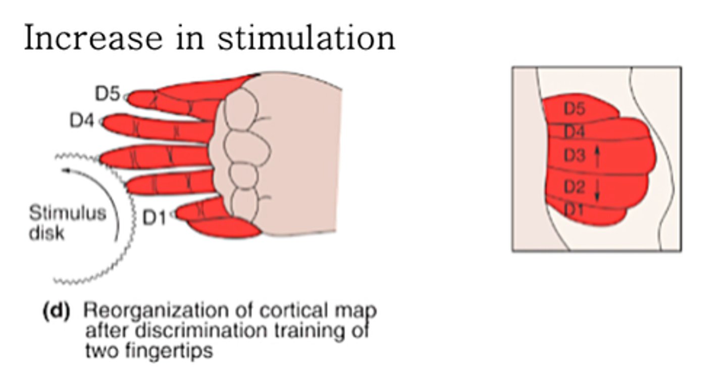 <p>What does increase in stimulation result in?</p>