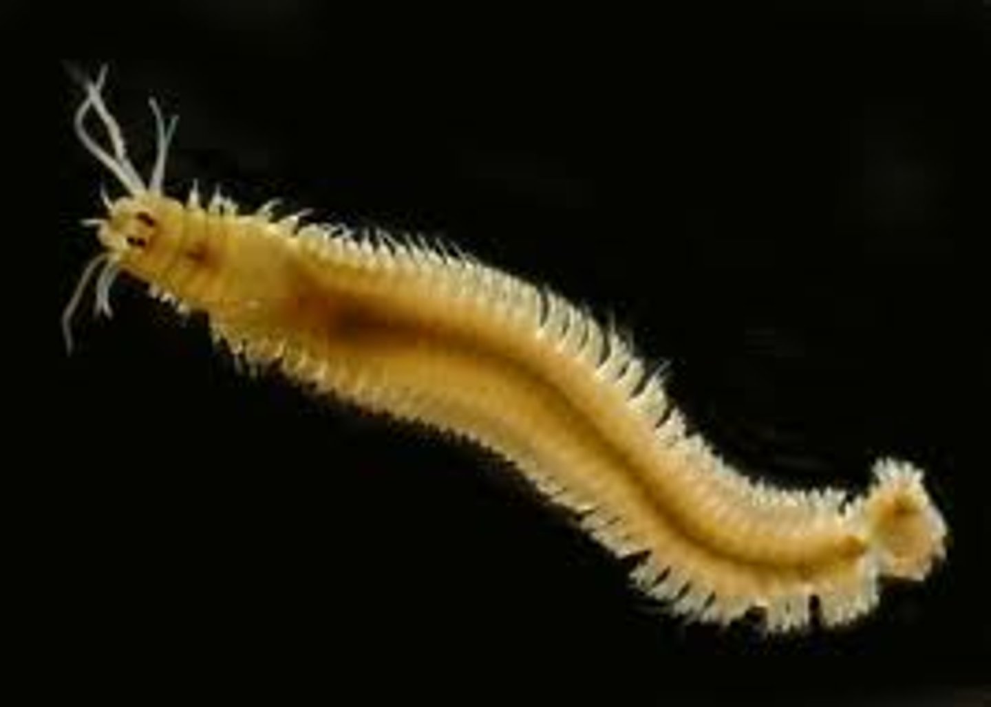 <p>marine worms</p><p>annelida</p>
