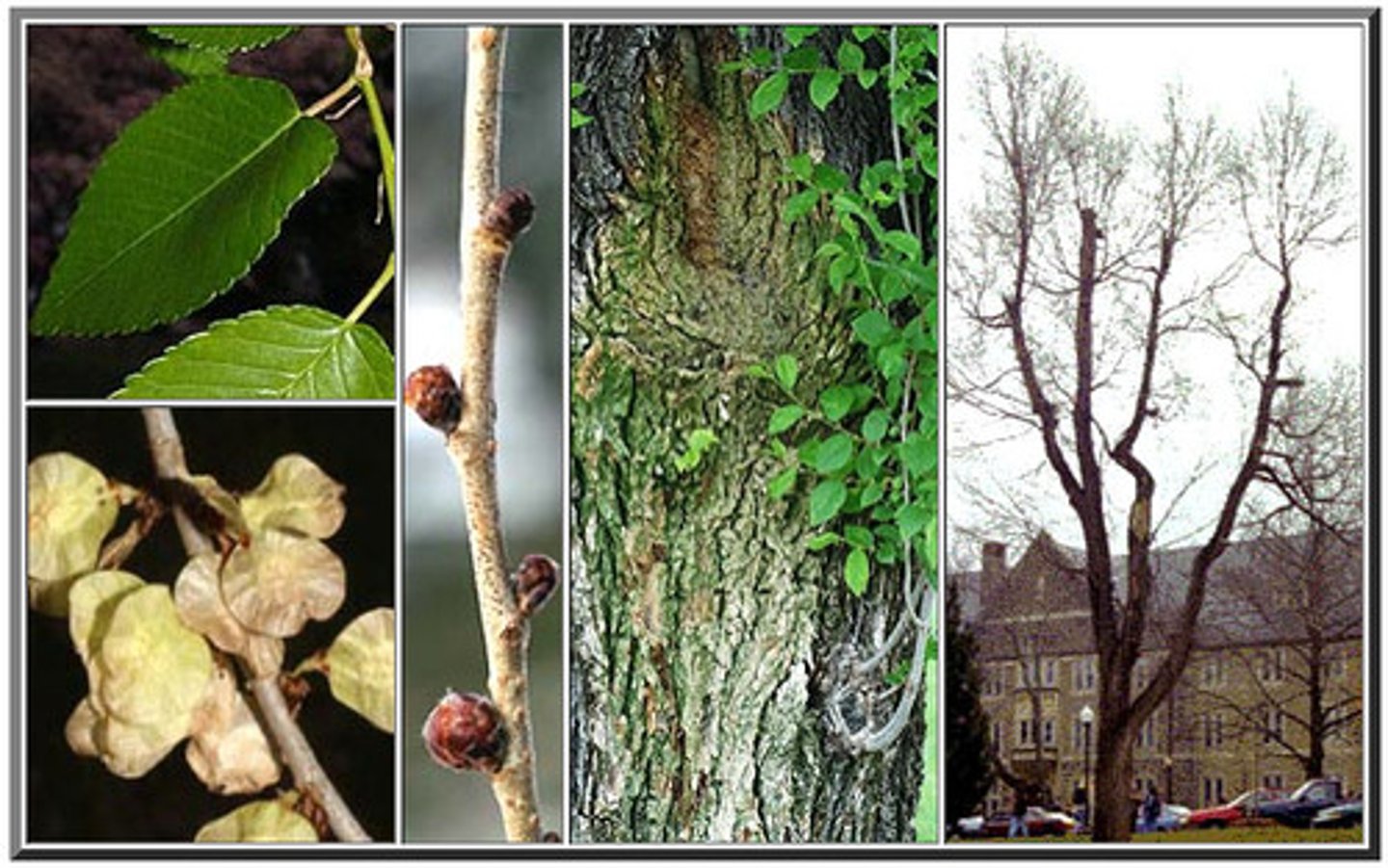 <p>Siberian elm</p><p>Family: Ulmaceae</p><p>- Invasive!</p>