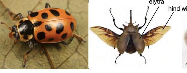 <p>Beetles</p><ul><li><p>holometabolous</p></li><li><p>Morpho:</p><ul><li><p>hard forewing and brittle = elytra</p></li><li><p>straight line down the back</p></li><li><p>manibulate mouthparts</p></li></ul></li><li><p>pinned</p></li></ul><p></p>