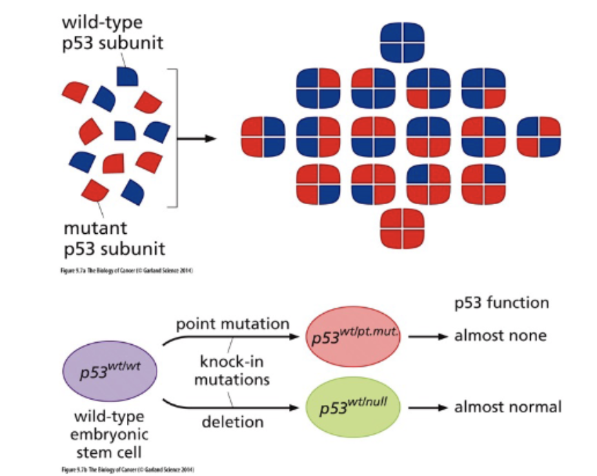<p>most frequently mutated gene in cancer</p><p>need all 4 subunits to function</p>