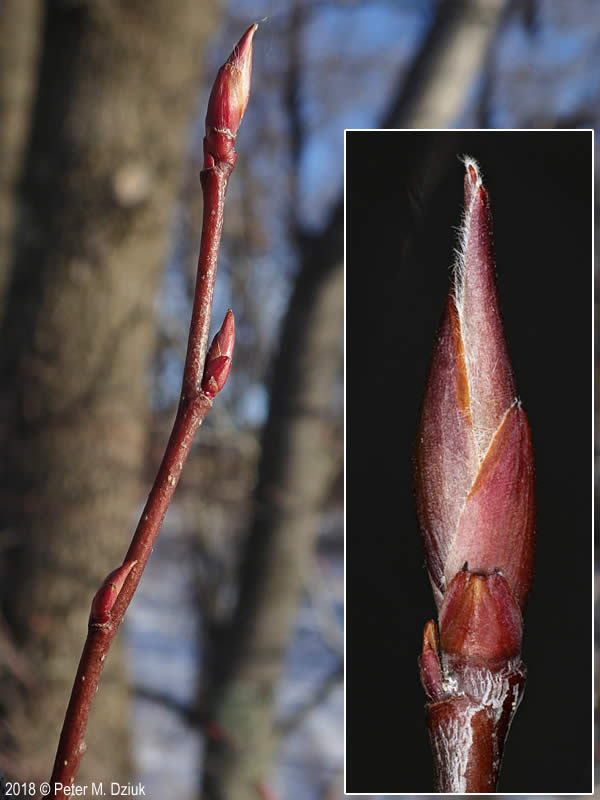 alternate, ovate, barely serrated

brilliant red color

first to be covered in flowers

has a multi-stemmed form

buds are long and pointed

new bark is smooth