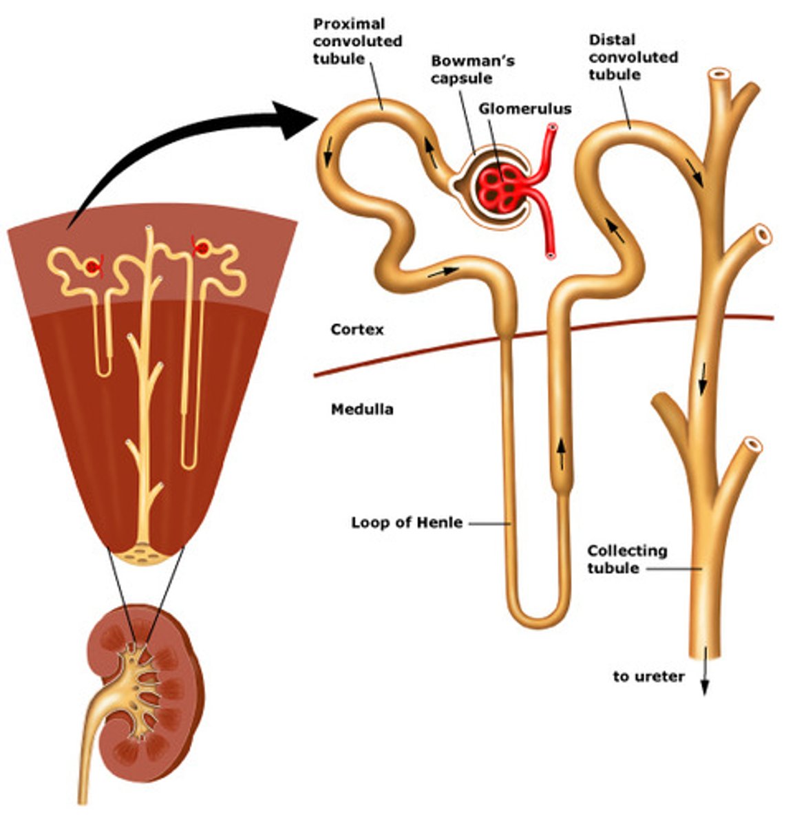 <p>the functional unit of the kidney where filtration, reabsorption, and secretion take place</p>