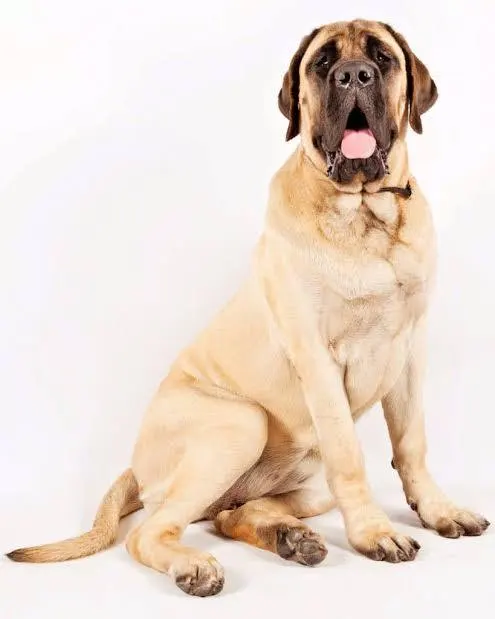 <p>( working group)</p>