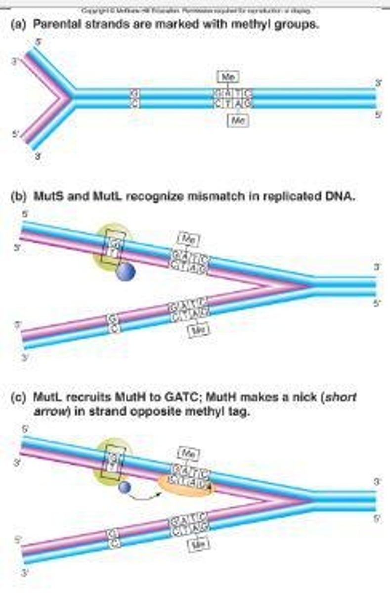 <p>Methyl-directed mismatch repair is a DNA repair system that corrects mismatches based on the methylation pattern of the parent strand.</p>