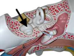 <p>organ of hearing</p>