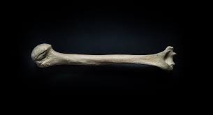<p>bones</p>