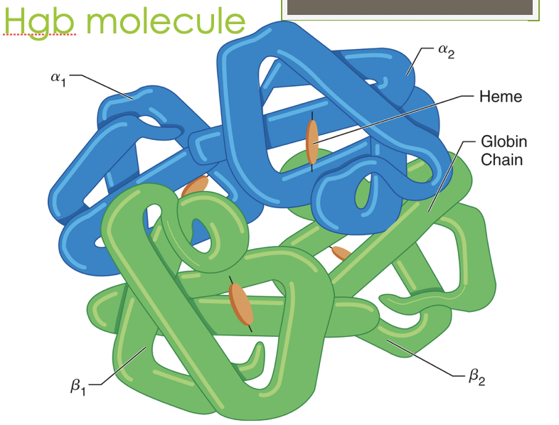 <p>Four globin chains (2 alpha, 2 beta) with a heme nestled in a hydrophobic crevice to protect the Fe</p><ul><li><p>an allosteric protein that is affected structurally and functionally by the molecules around</p></li></ul><p></p>