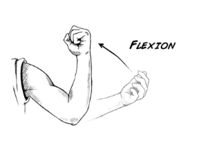 <p>reduces the angle between two bones at a joint</p>