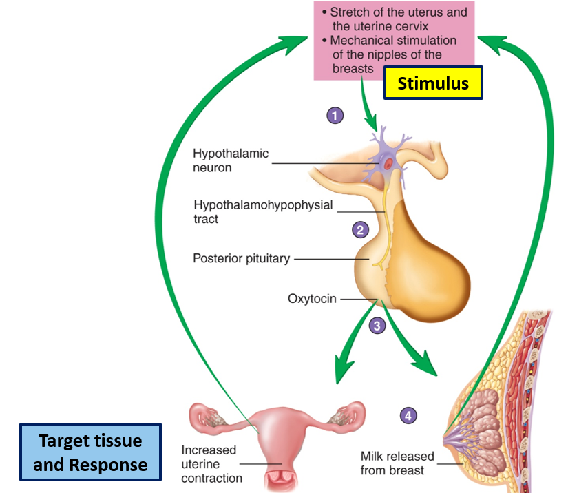 <ul><li><p>Gland: posterior pituitary</p></li><li><p>Type: peptide, water-soluble, membrane receptors</p></li><li><p>Target tissues: uterus, mammary glands</p></li><li><p>Effects: uterine contractions, milk ejection ("let-down”)</p></li><li><p>Stimulus: <strong>neuronal stimulus.</strong> uterine stretch, suckling</p></li><li><p>Regulation: <strong>positive feedback</strong> until event ends (birth, feeding)</p></li></ul><p></p>