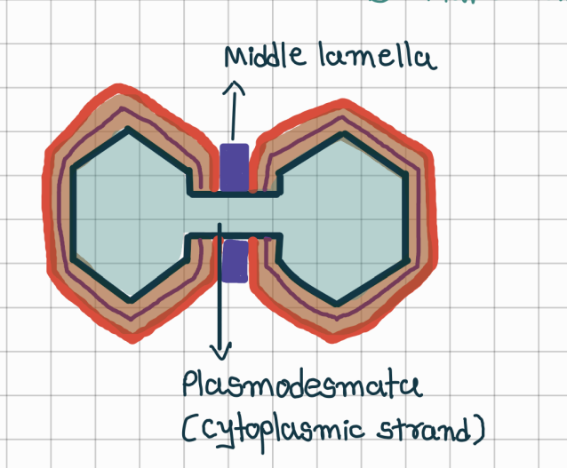 <p>What is middle lamella</p>