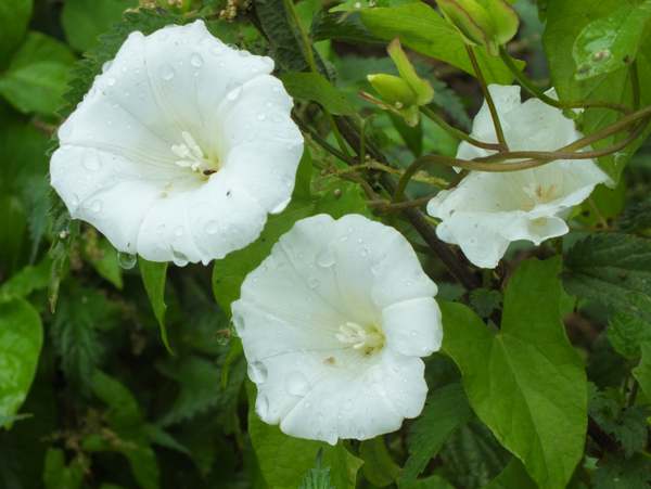 <p>Hedge bindweed - <em>Calystegia sepium</em></p>
