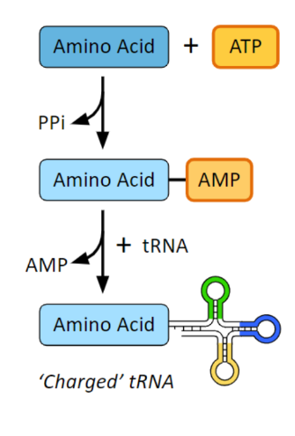 <ul><li><p>tRNA-activating enzymes join ATP to an amino acid which creates a ‘charged’ amino acid–AMP complex</p></li><li><p>The phosphorylated amino acid is then linked to a specific tRNA molecule and the AMP is released</p></li><li><p>The energy in the ‘charged’ amino acid is then used for peptide bond formation</p></li></ul>