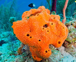 <p>What is the Body Symmetry of this organism?</p>