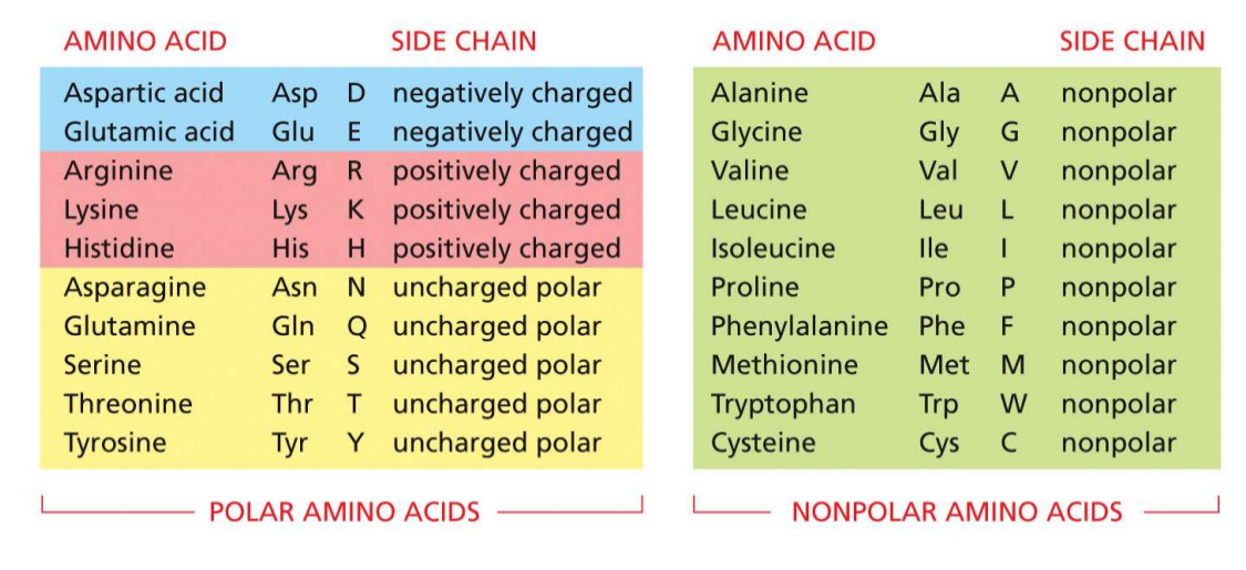 <ul><li><p>half are polar</p></li><li><p>5 charged polar</p></li><li><p>5 uncharged polar</p></li></ul><p></p>