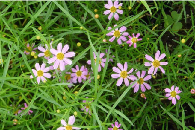 <p>Full Sun</p><p>Cottage and native gardens</p>