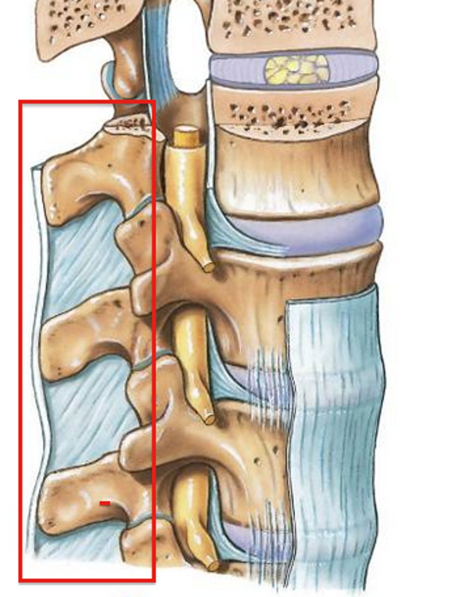 <p>tips of the spinous processes</p>