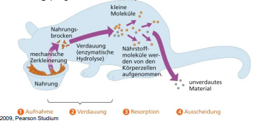 
1. **Nahrungsaufnahme** (Aufnahme in den Verdauungstrakt; oft
   mechanische Zerkleinerung der Nahrung)
2. **Extrazelluläre Verdauung** im Darm (chemische Spaltung großer
   organischer Moleküle durch Enzyme im Hohlraum des Darms)
3. **Resorption** (Aufnahme in Körperzellen des Darms, dann Verteilung
   und Verarbeitung in körpereigene Substanzen)
4. **Ausscheidung** (Abgabe von Resten)