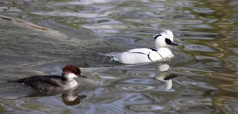 <p>zařaď živočicha do systému</p><p>Třída - řád - čeleď - druh čeština (latina)</p>